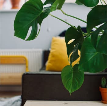 image link