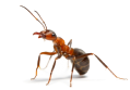 ant image