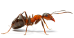 ant image