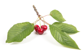 cherry image