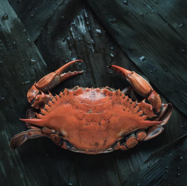 seafood image